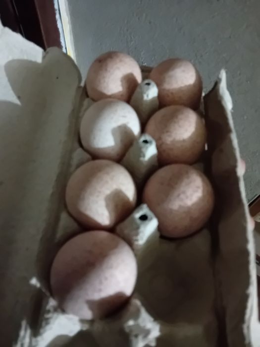 Jajka Indyka wiejskie