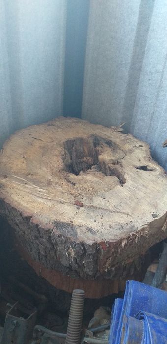 Plaster drewniany dąb, buk, kasztan