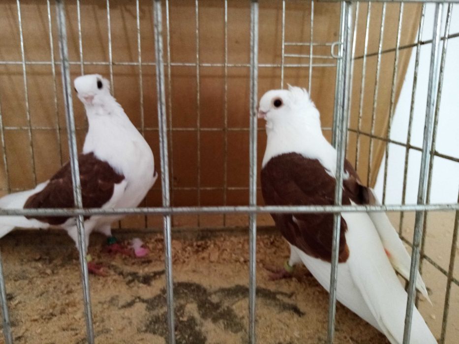 Mewka Mewki Czerwone Para