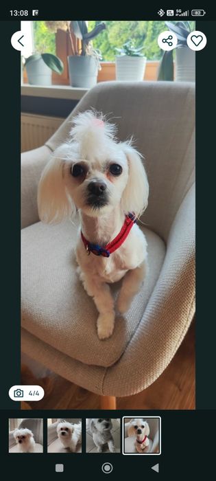 Śliczne maltańczyki