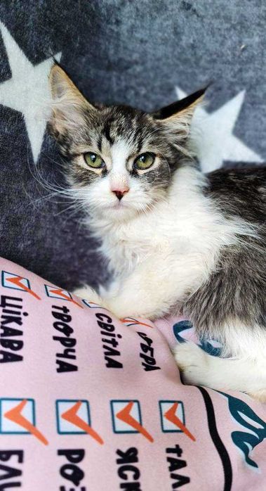 Котенок Шерлок, 2,5 месяца, ищет семью!