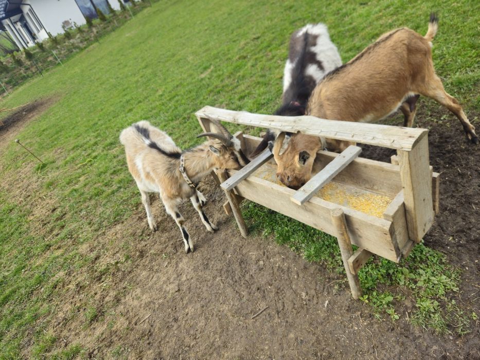 Sprzedam kozy z młodymi