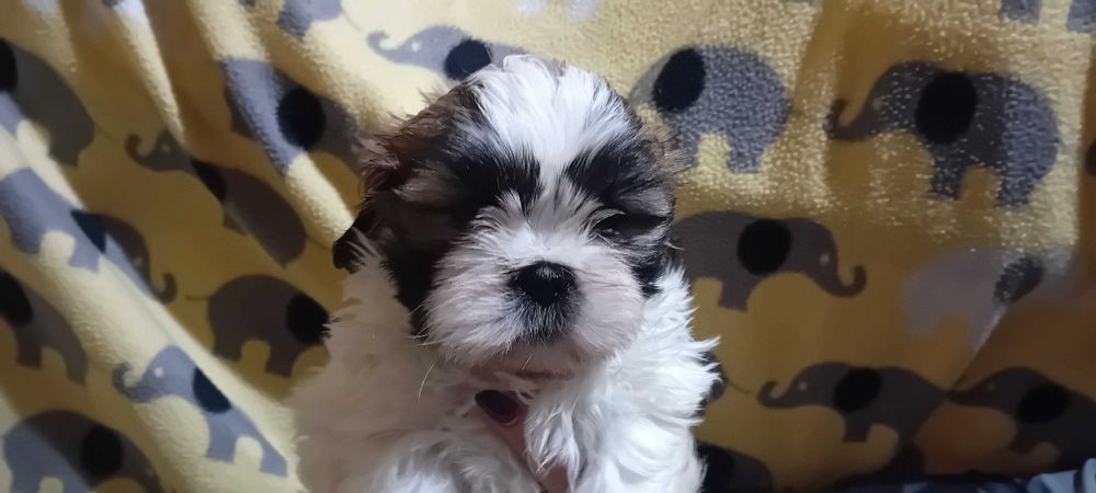 Piękny piesek Shih-tzu