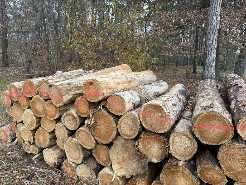 Drewno opałowe sosna