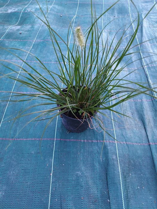 Miskant rozplenica stipa werbena