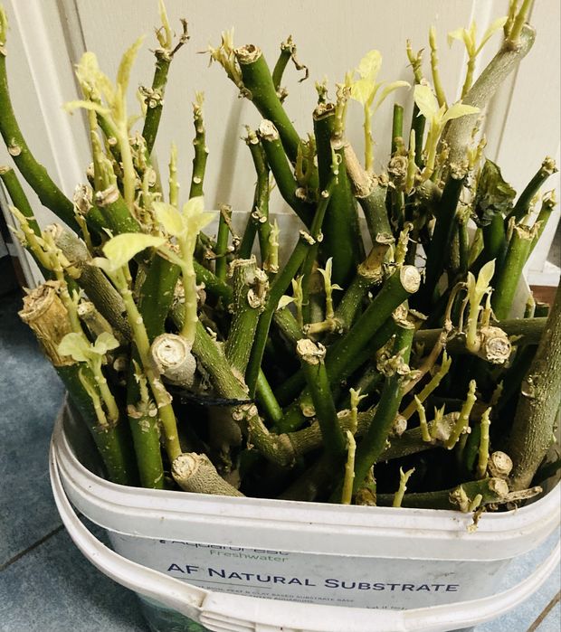 Datura - Brugmansja zółta sadzonki - zostalo 8 sadzonek