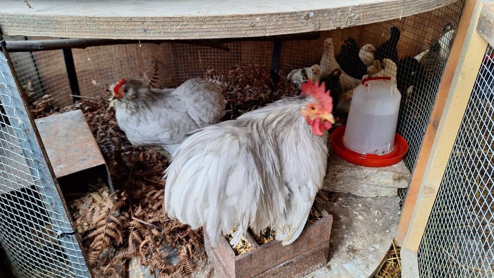 Casal mini cochim lavanda