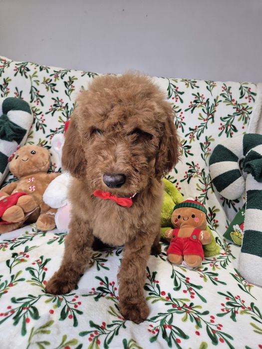 Goldendoodle f1b standard