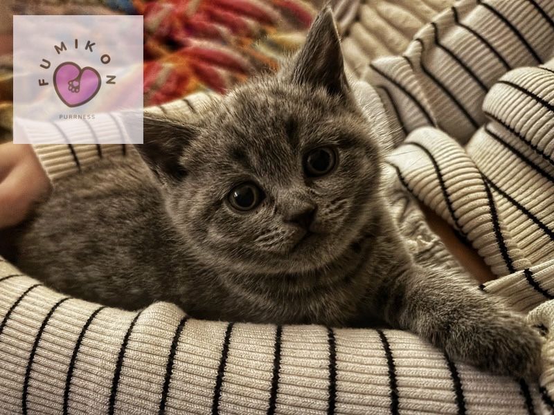 Kotka brytyjska niebieska, 5 pokoleniowy rodowod