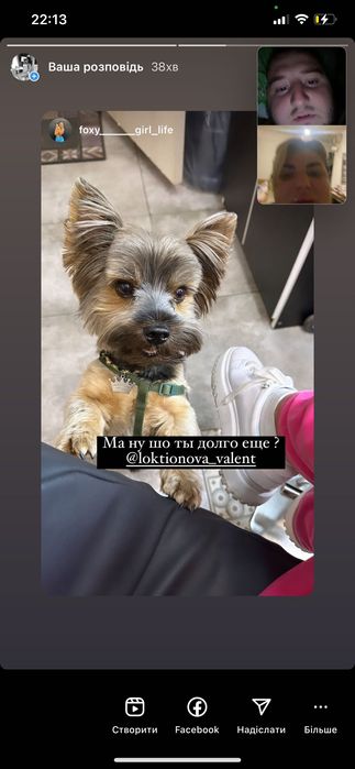 В’язка , пошук дівчинки Йорка