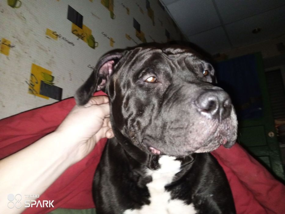 АмСтафф XXL (43- кг)