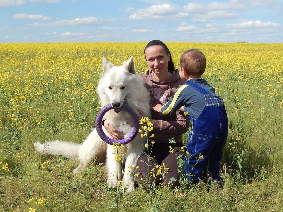 Довгошерсті цуценята білої швейцарської вівчарки документи КСУ/FCI