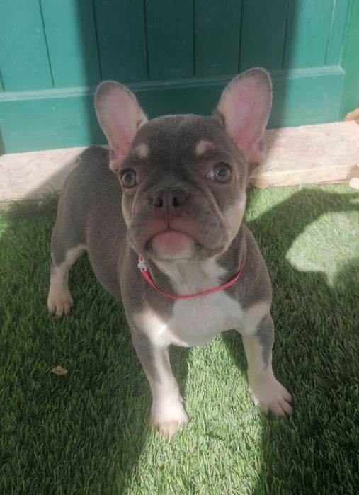 Bulldog francês  fêmea