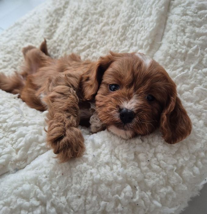 Cavapoo F1 Cavalier - Pudel