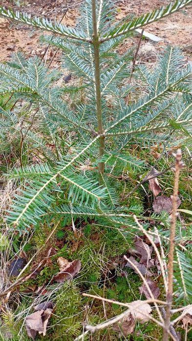 Пропуную до вашої уваги саджанці.