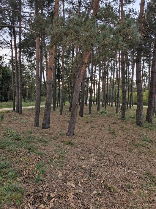 Działka MPZP 1612 m² Starowola – blisko Liwca, sosny, media przy drodze - Widok 4