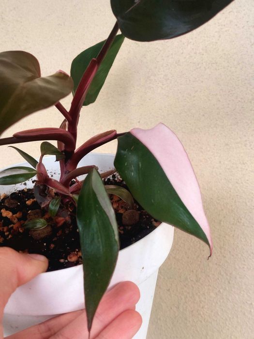 Planta Philodendron Pink Princess