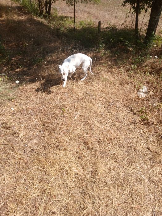 Para dar um cão.