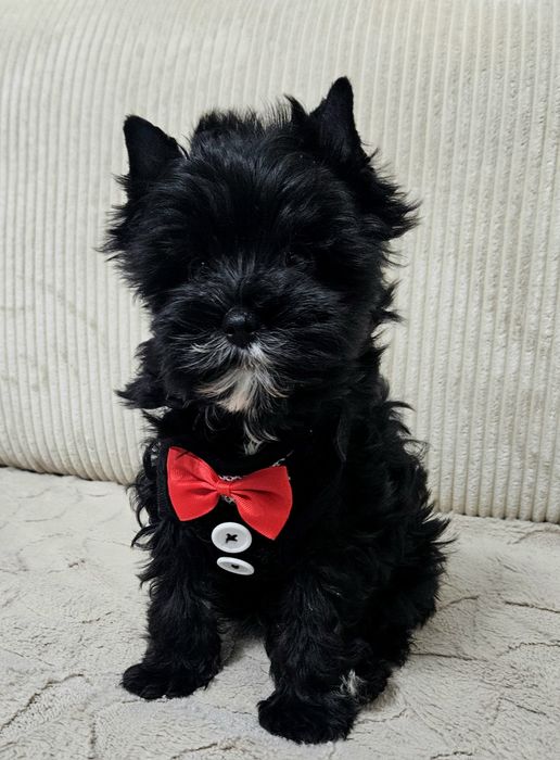 Cudowny Mega Piękny York Black - Cudo z Rodowodem.