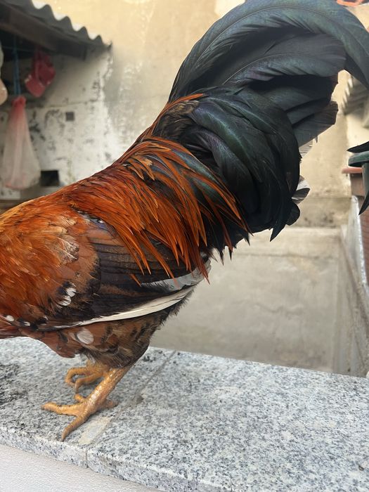 Granizo de idade nova