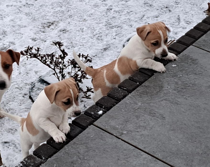 Jack russell terrier  suczka