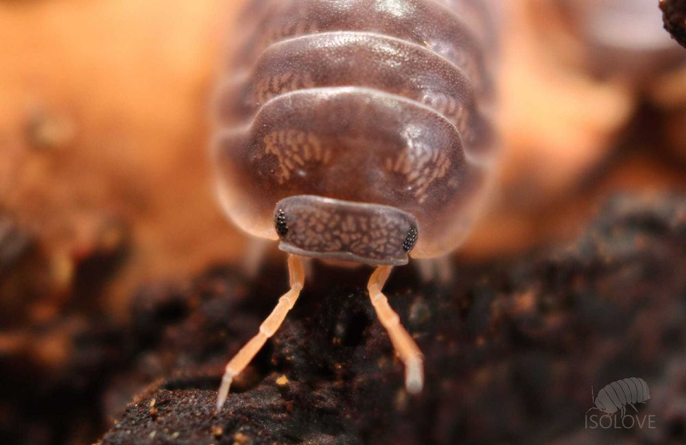 Armadillidae sp. "Miyako" lub "Japanese red edge", równonogi, isopoda.