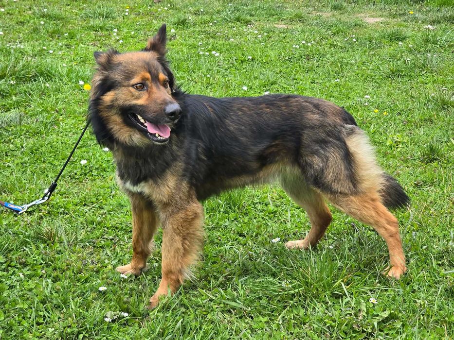 Daster - piesek szuka domu