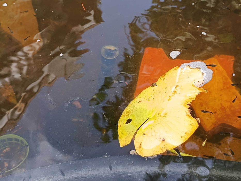 Gupiki, mieczyki i inne rybki