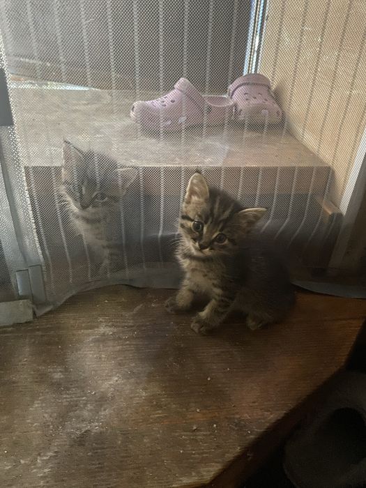 Відам кошенят