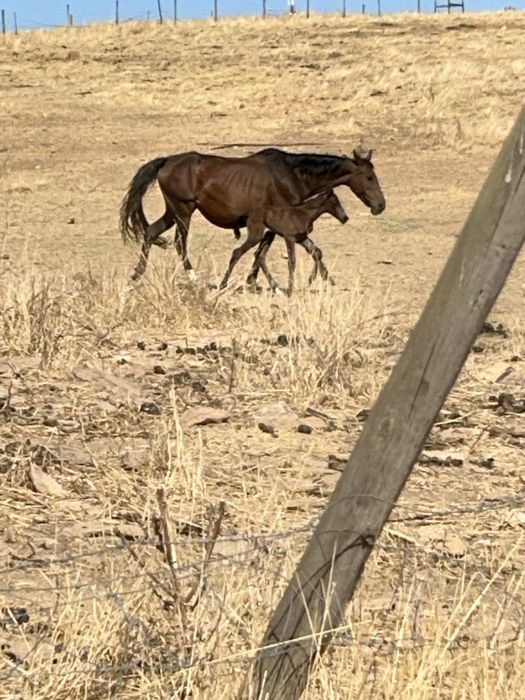 Plodro cruzado lusitano com ingles