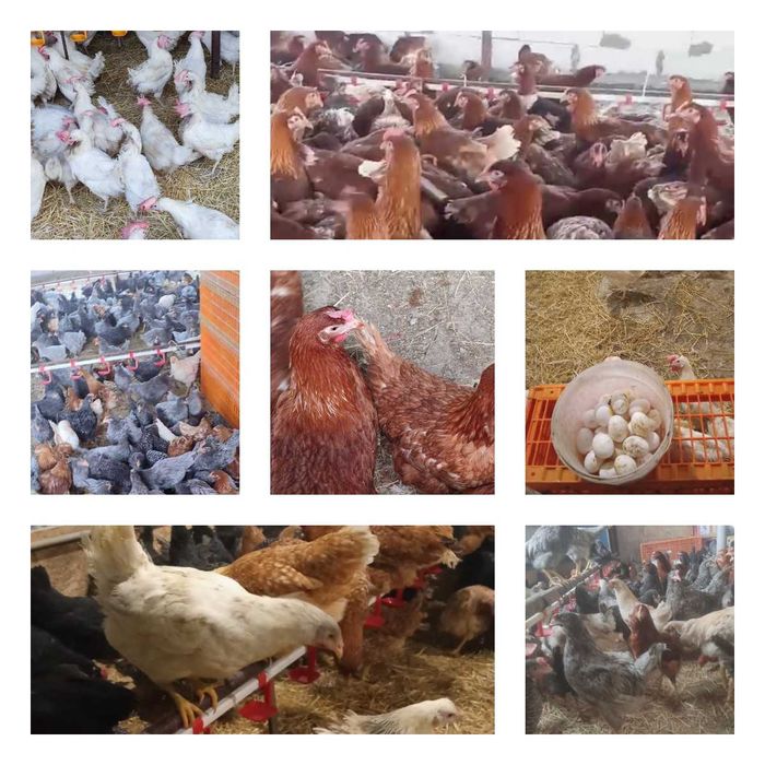 Продам кури несушки! Доставка безкоштовна. Мала Виска!