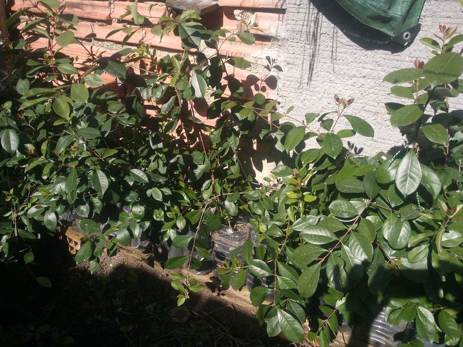 Araça roxo (Psidium myrtoides)