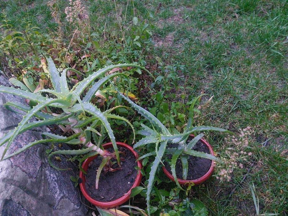 Колюча   квітка  АЛОЕ .  Район  Лялі Убийвовк.