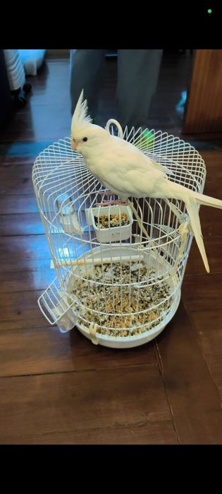 Vendo caturra com gaiola