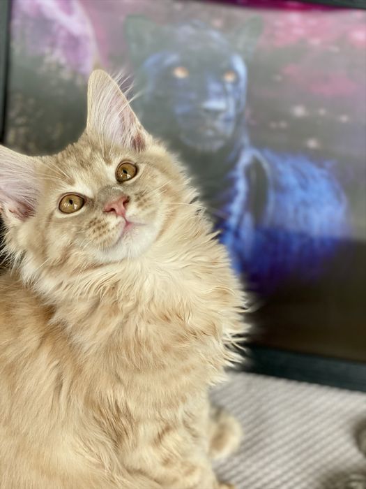 Котик породы Мейн/Кун