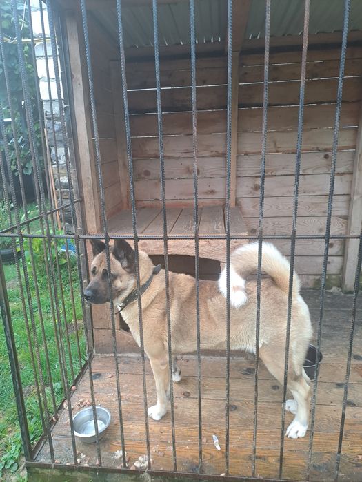 Американская акита