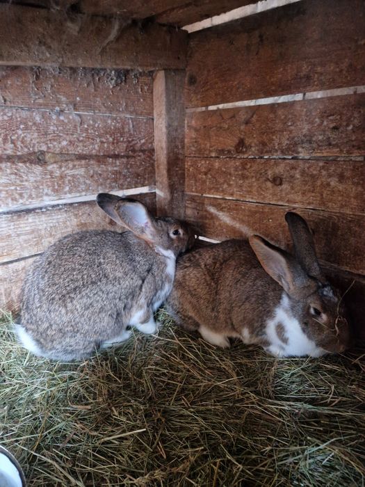 Sprzedam 2 samice mieszańce