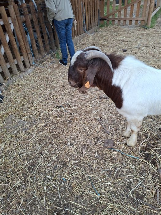 Cabrito Boer puro