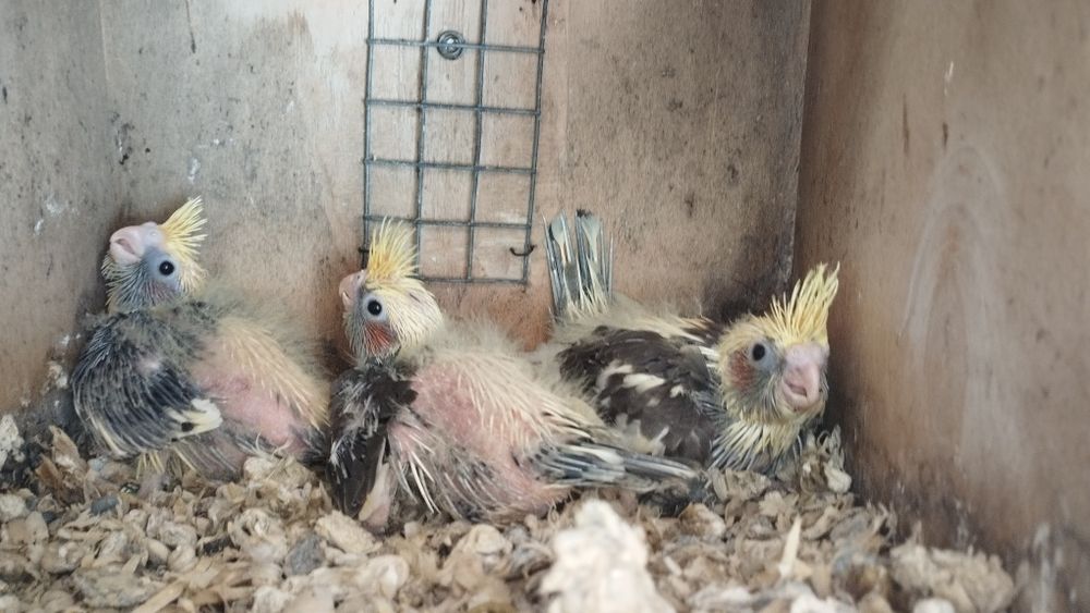 Lindas crias para criar a mão