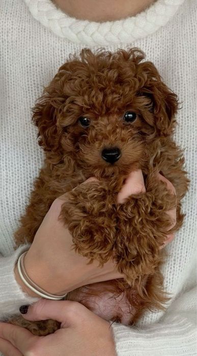 ТОР‼️Super mini ред браун Мальтипу ф2. Мальтийская болонка Той пудель