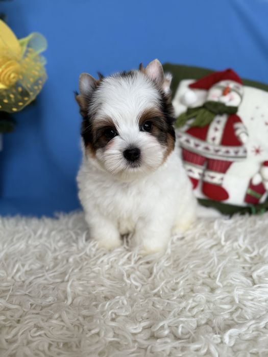 Бівер тер’єр хлопчик