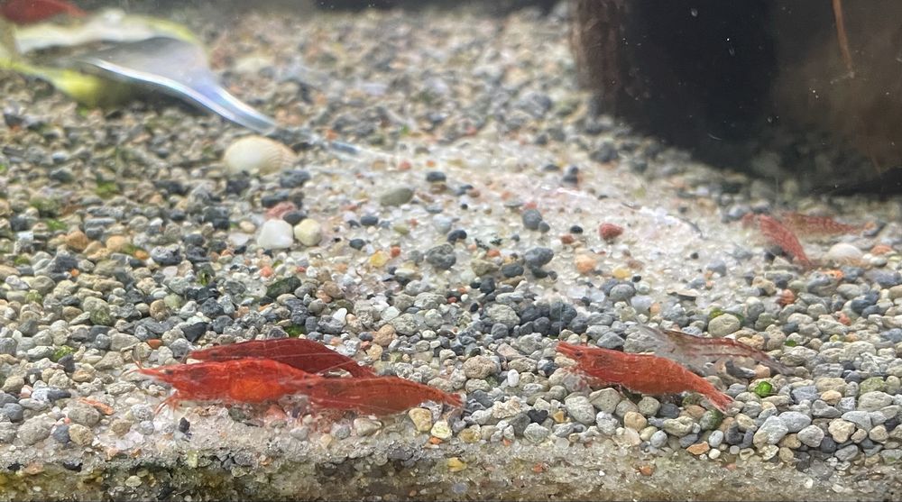 Krewetki chery red neocardina