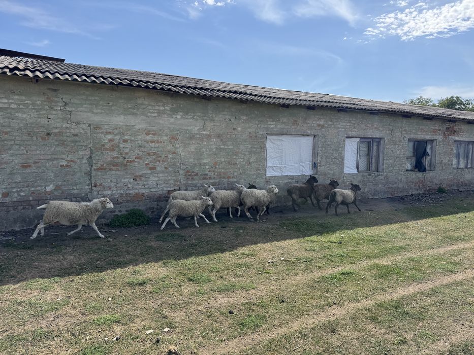 В продажі є молоді вівці, та барани. с.Полянецьке