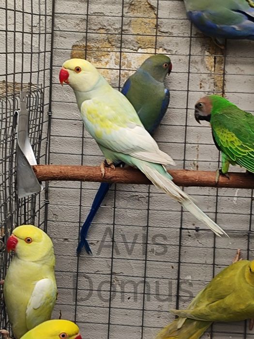 Ring Necks , Mustaches , Conures de Cabeça Azul