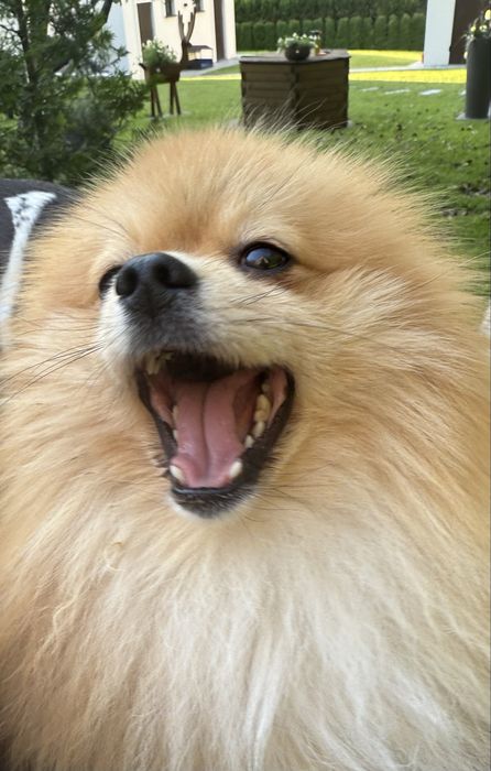 Leśny Hotel dla psów w Jaworzu opieka nad psem na najwyższym poziomie