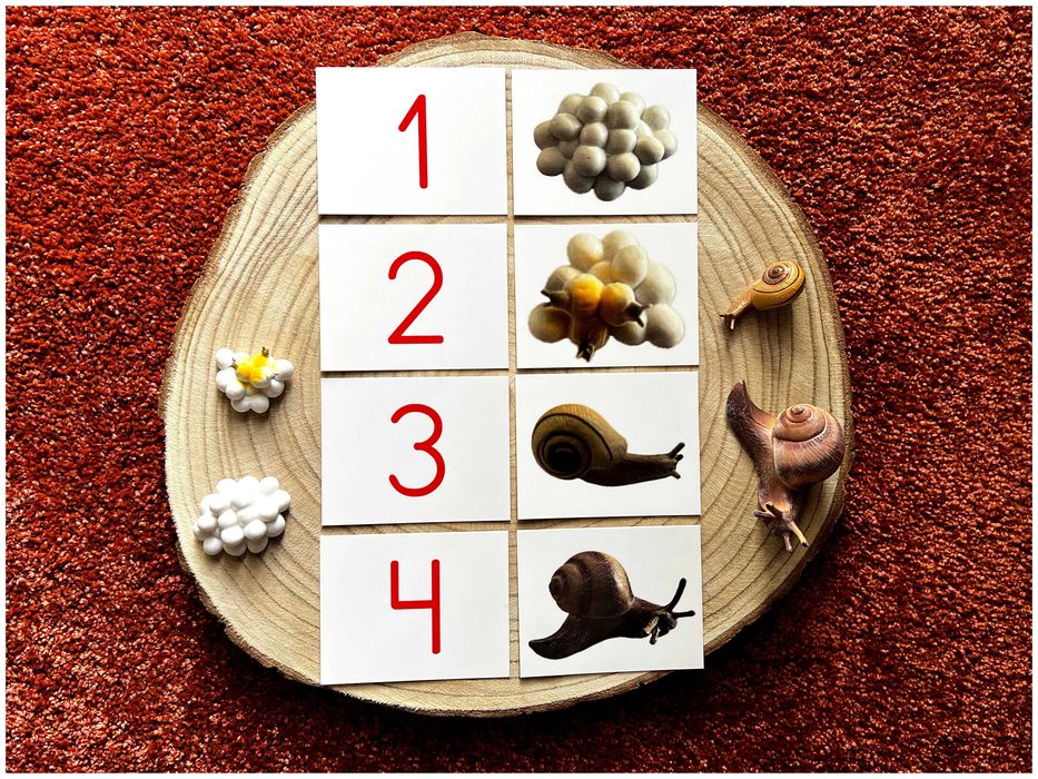 Ciclo de Vida - Caracol - Montessori