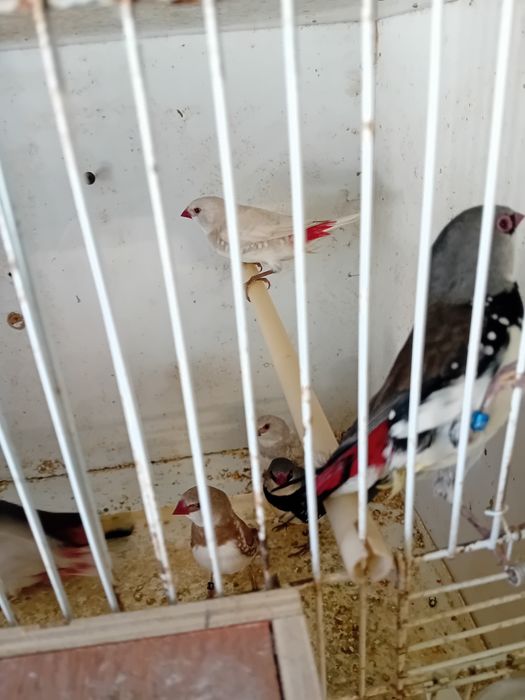 Para ceder aves exóticos