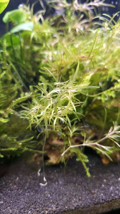 Roślina akwariowa Najas guadalupensis