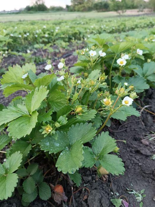 Продам свіжекопані саджанці ремонтантної малини .