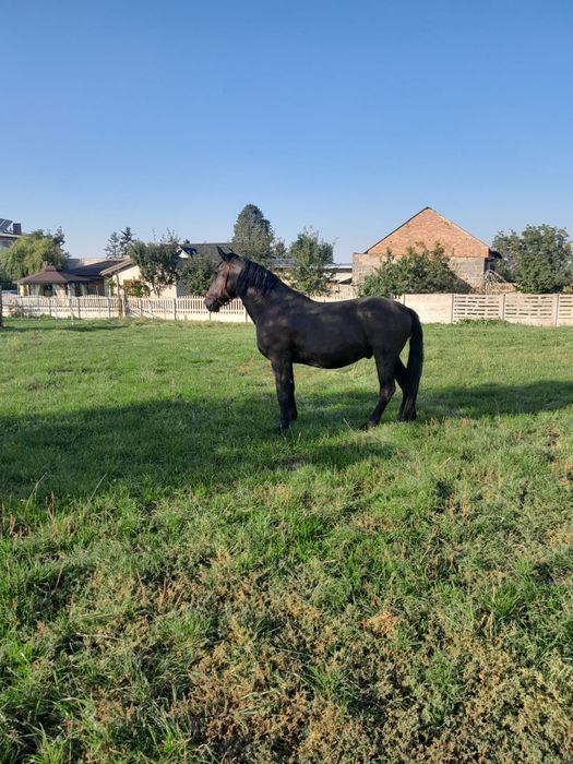 Walach Slaski 2 sztuki